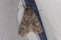 Apamea maillardi