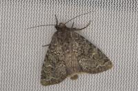Apamea zeta