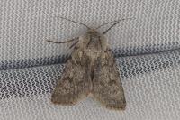 Agrotis simplonia