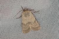 Euxoa decora simulatrix