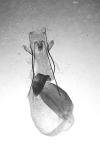 Conistra ligula