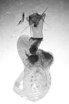 Conistra rubiginosa