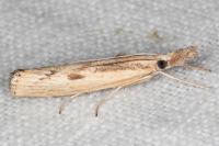 Agriphila inquinatella