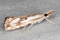 Catoptria falsella