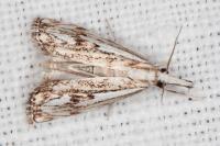 Catoptria falsella