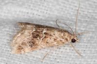 Hellula undalis