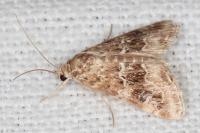Hellula undalis
