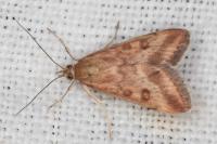 Pyrausta despicata
