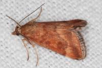 Pyrausta despicata