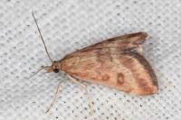 Pyrausta despicata