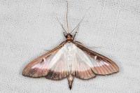 Cydalima perspectalis
