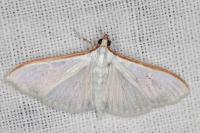 Palpita vitrealis