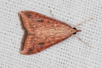Udea ferrugalis