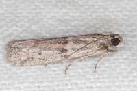 Cadra furcatella