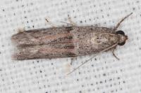 Cadra furcatella