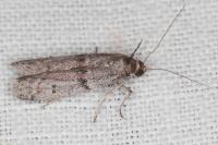 Cadra furcatella