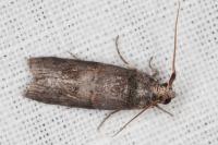 Phycita torrenti