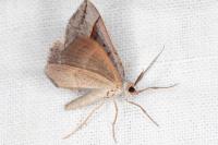 Scotopteryx luridata/mucronata