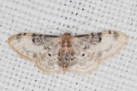 Idaea filicata
