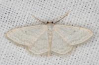 Idaea subsericeata