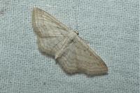 Idaea elongaria