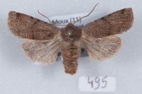 Conistra rubiginosa