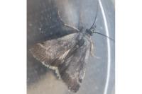 Asartodes monspesulalis