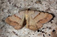 Selidosema plumaria