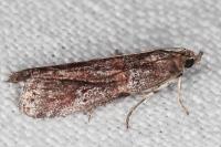 Acrobasis bithynella