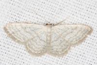 Idaea subsericeata