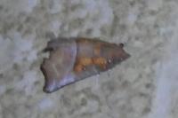 Scoliopteryx libatrix