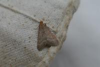 Bostra obsoletalis