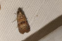 Phycita roborella