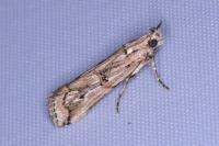 Pempelia genistella