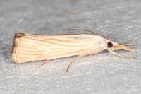 Xanthocrambus delicatellus