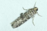 Dioryctria abietella