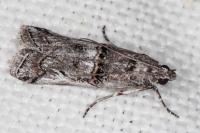 Pempelia palumbella