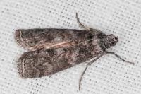 Phycita torrenti