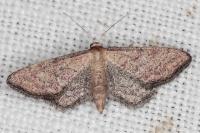 Idaea infirmaria
