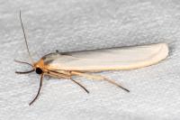 Eilema caniola