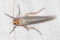 Eilema caniola