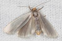 Indalia uniola