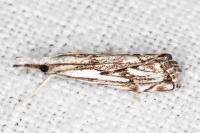 Catoptria falsella