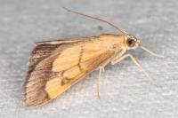 Evergestis limbata