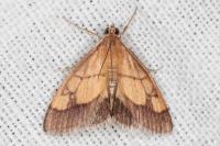 Evergestis limbata