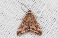 Pyrausta despicata