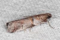 Acrobasis fallouella