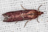 Delplanqueia dilutella/inscriptella