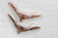 Endotricha flammealis