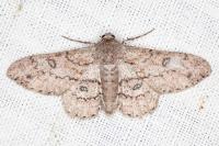 Ascotis selenaria